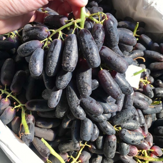 Nho móng tay (đen), sản phẩm nhập khẩu